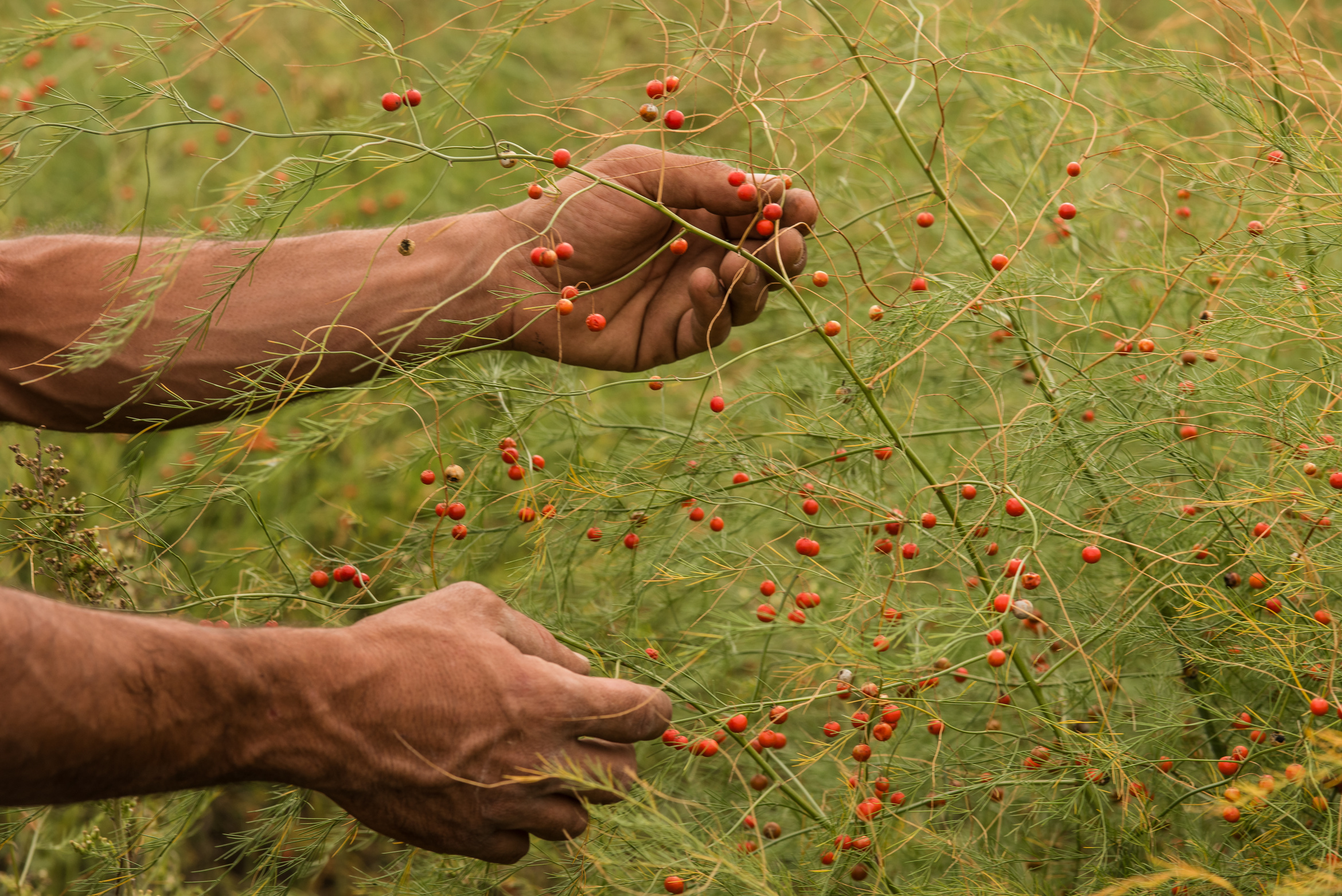 Regenerative Farming Hands Harvesting Berries